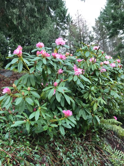 2018-02-02 14.09.50-1